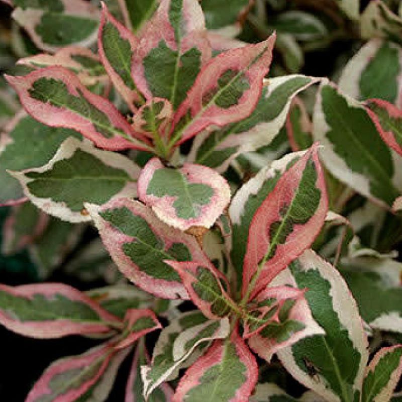 WEIGELA MY MONET SUNSET