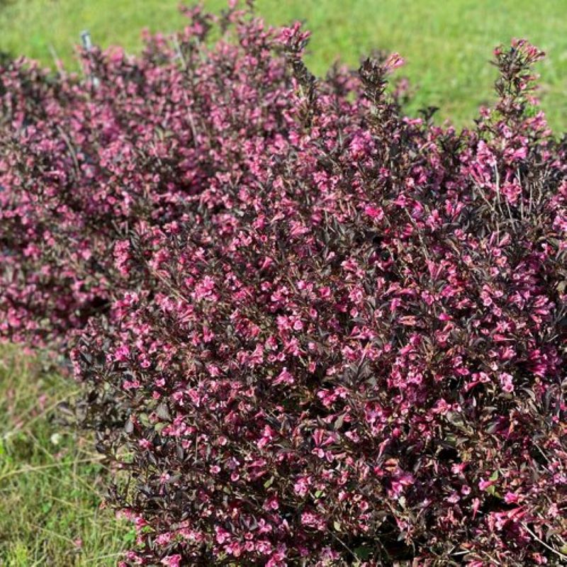 WEIGELA VERY FINE WINE