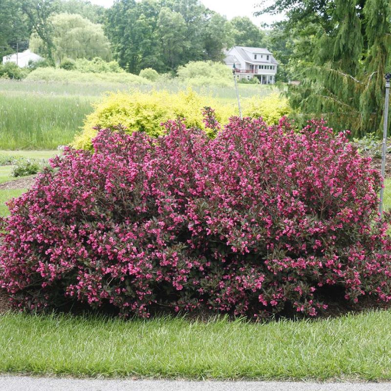 WEIGELA WINE&ROSES