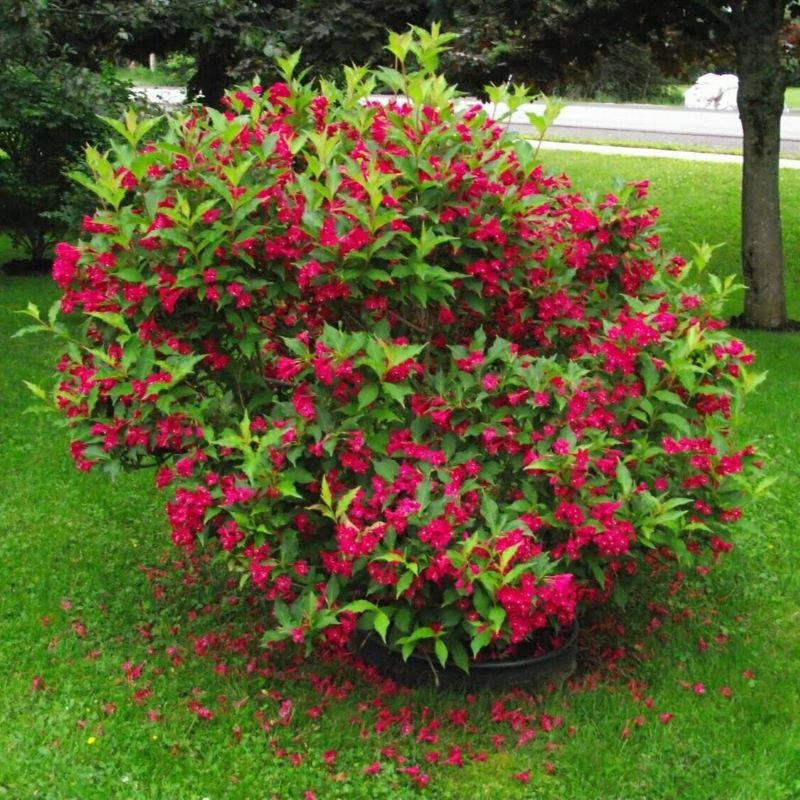 WEIGELA RED PRINCE – Knippel Garden Centre