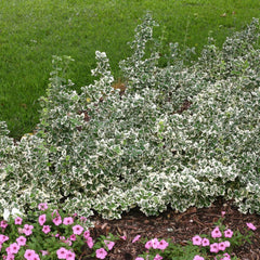 EUONYMUS WHITE ALBUM