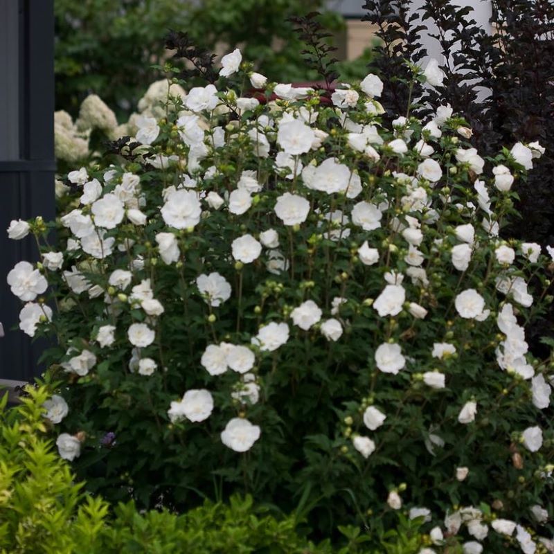 ROSE OF SHARON WHITE CHIFFON