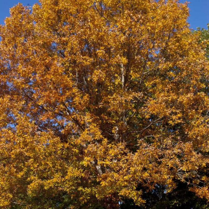 OAK WHITE