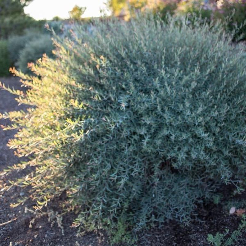 WILLOW BLUE ARCTIC