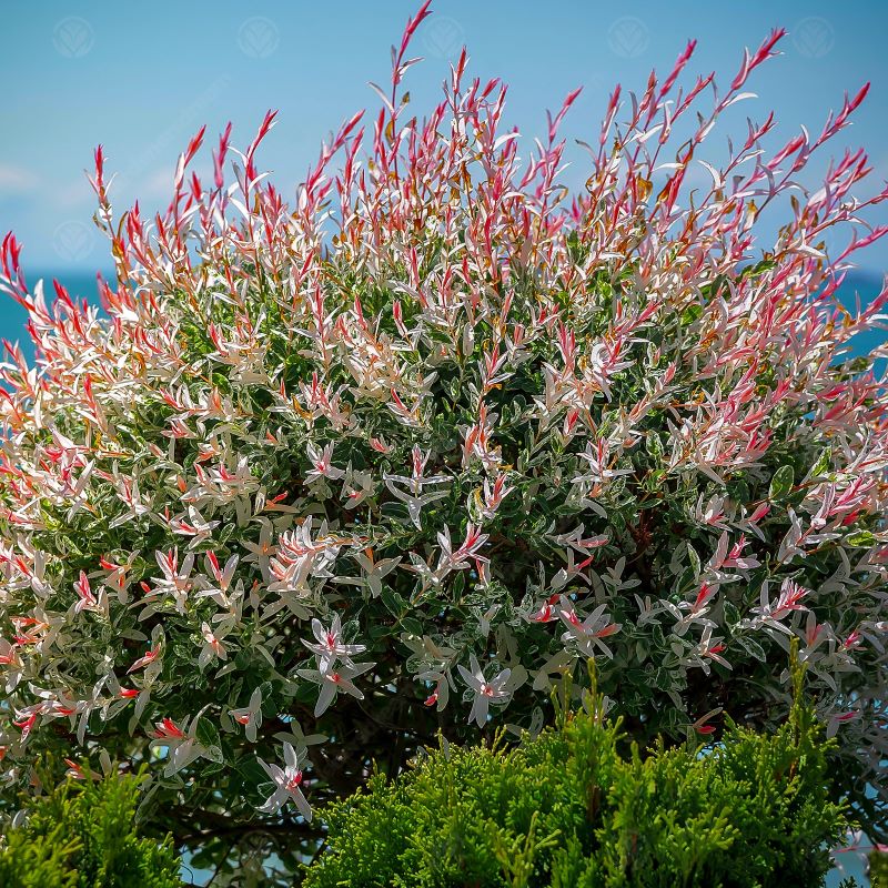 WILLOW FLAMINGO