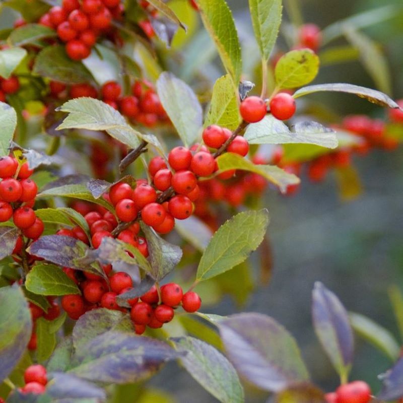 WINTERBERRY AFTERGLOW