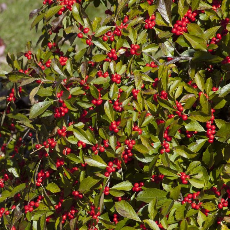 WINTERBERRY RED SPRITE