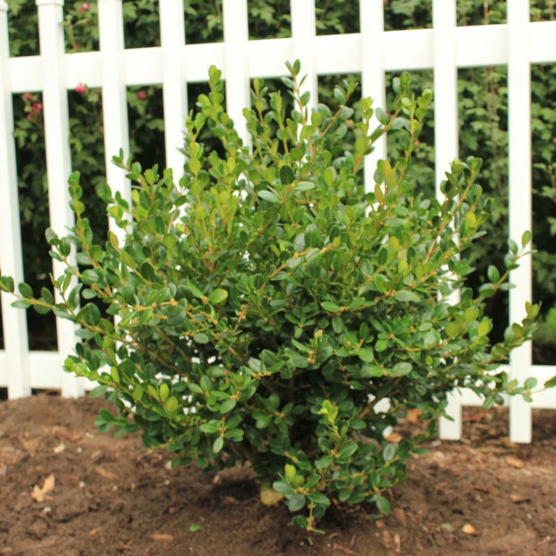 BOXWOOD WINTER GEM