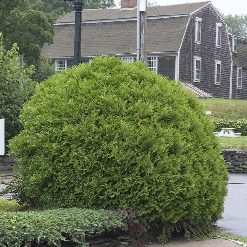 CEDAR GLOBE WOODWARDII