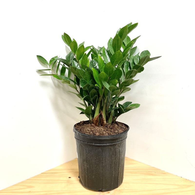 水 　Zamioculcas zamifolia A B E G ZZ Plant: Zamioculcas zamiifolia – 6” Pot — Anga's Farm & Nursery